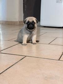 Cucciolo di carlino Fulvo