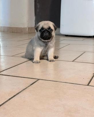 Cucciolo di carlino Fulvo