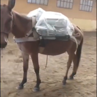 Mulo 4 anni castrone