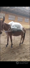 Mulo 4 anni castrone