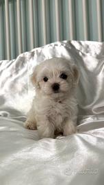 Maltese cuccioli