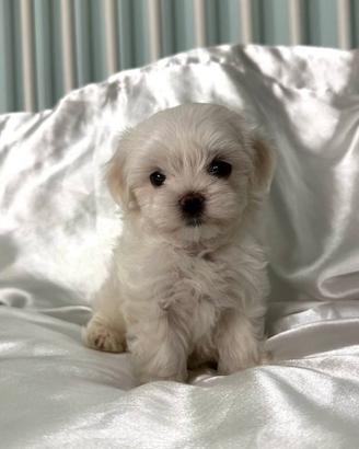 Maltese cuccioli