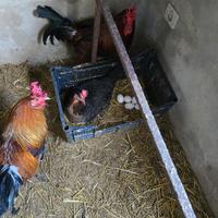 Galline siciliane
