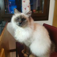 Gatto maschio sterilizzato di razza