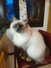 Gatto maschio sterilizzato di razza