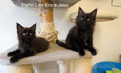 Cuccioli Maine Coon disponibili