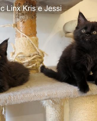 Cuccioli Maine Coon disponibili