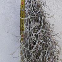 riservato per Sergio 