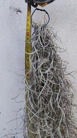 riservato per Sergio 