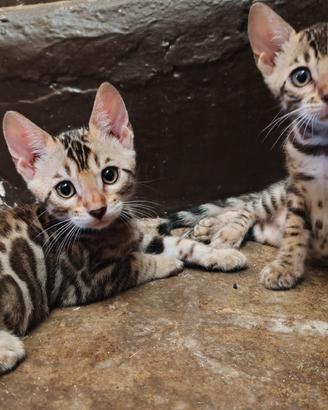 Gatto del Bengala cuccioli