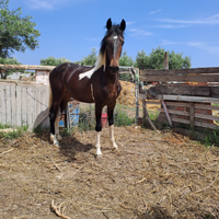Cavallo barock pinto