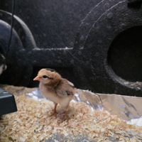 Pulcini galline araucana