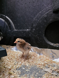 Pulcini galline araucana