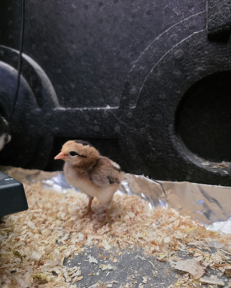Pulcini galline araucana