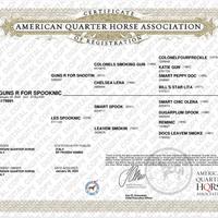 Quarter Horse castrone