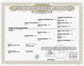 Quarter Horse castrone