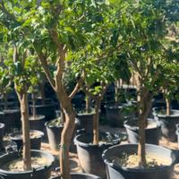 piante di bergamotto 