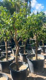 piante di bergamotto 