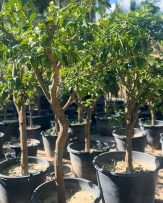 piante di bergamotto 