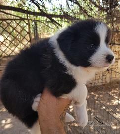 Cuccioli con pedigree