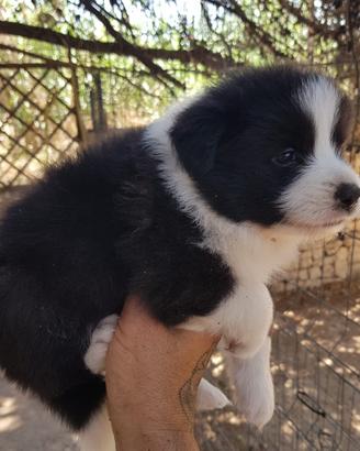 Cuccioli con pedigree