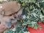 Immagine 4