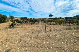 Sanluri - Terreno di 2.300 mq con vigneto avviato