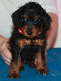 Pinny-poo pinny-poodle