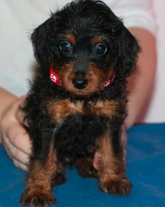 Pinny-poo pinny-poodle