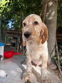 Cuccioli maschi setter inglesi