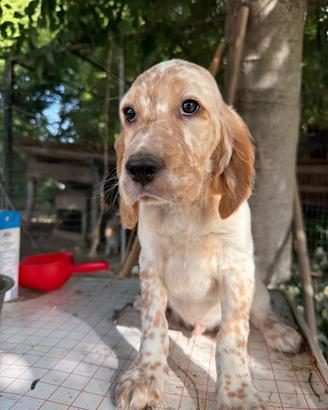 Cuccioli maschi setter inglesi