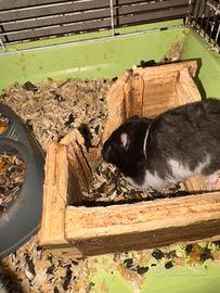 Criceti Dorati eRussi