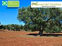uliveto-secolare-e-irriguo-a-san-severo