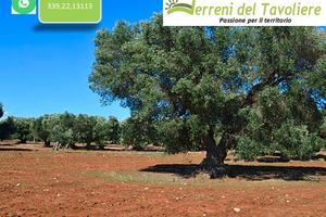 Uliveto Secolare e Irriguo a San Severo