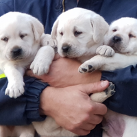 Cuccioli di Labrador retriever