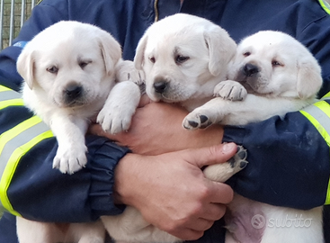 Cuccioli di Labrador retriever