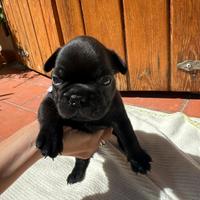 Bulldog francese