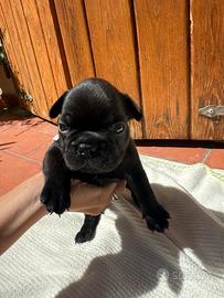 Bulldog francese
