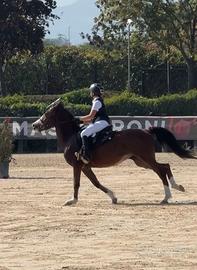 Doppio pony con documenti