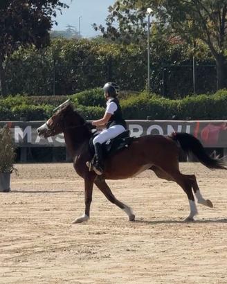 Doppio pony con documenti