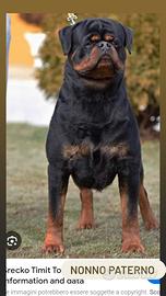 Cucciola rottweiler