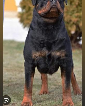 Cucciola rottweiler