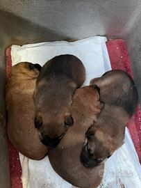 Cuccioli incrocio belga Malinois