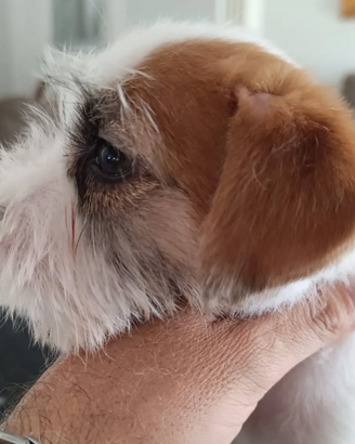 Jack Russell terrier