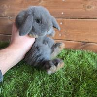 Conigli nani ariete x minilop BLU E FULVO