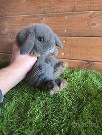 Conigli nani ariete x minilop BLU E FULVO