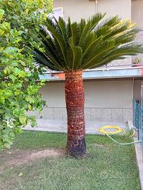Cycas