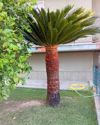 Cycas