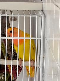 inseparabile 