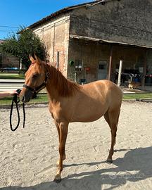 Puledro paint horse 15 mesi